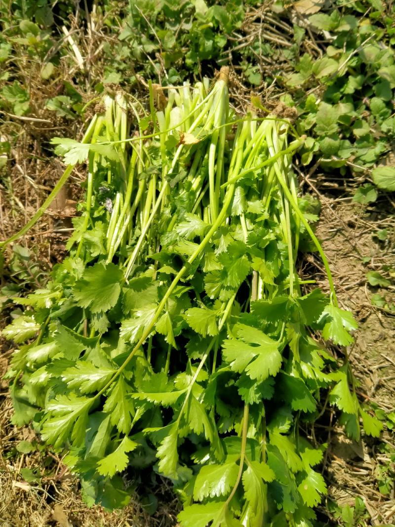 大量大叶香菜精品，欢迎老板采购！