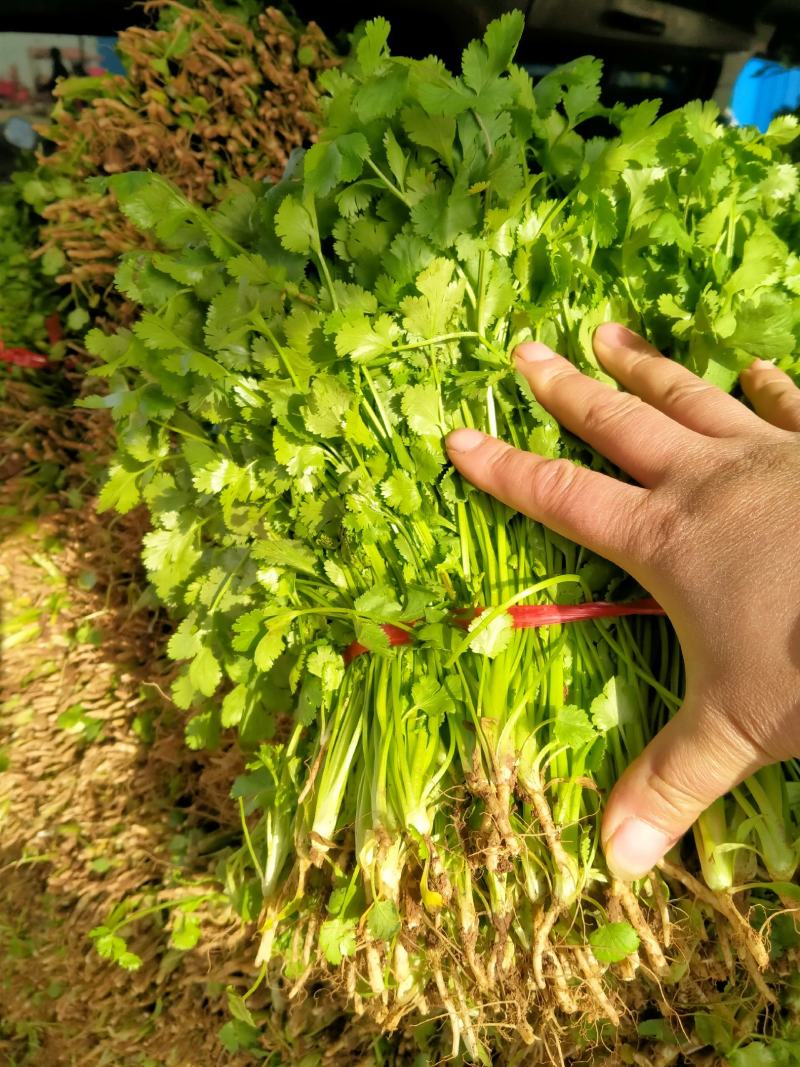 大量大叶香菜精品，欢迎老板采购！