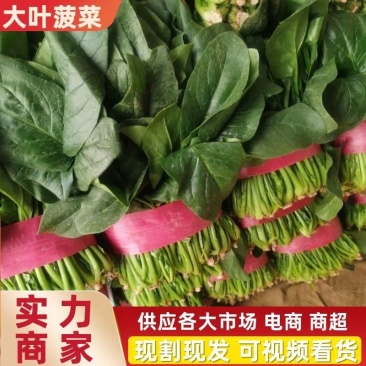 优质聊城大叶全国畅销菠菜，全国发货，货发全国