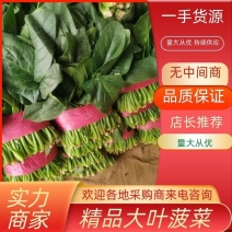 山东大叶菠菜，大量上市，全国发货，坏烂包赔