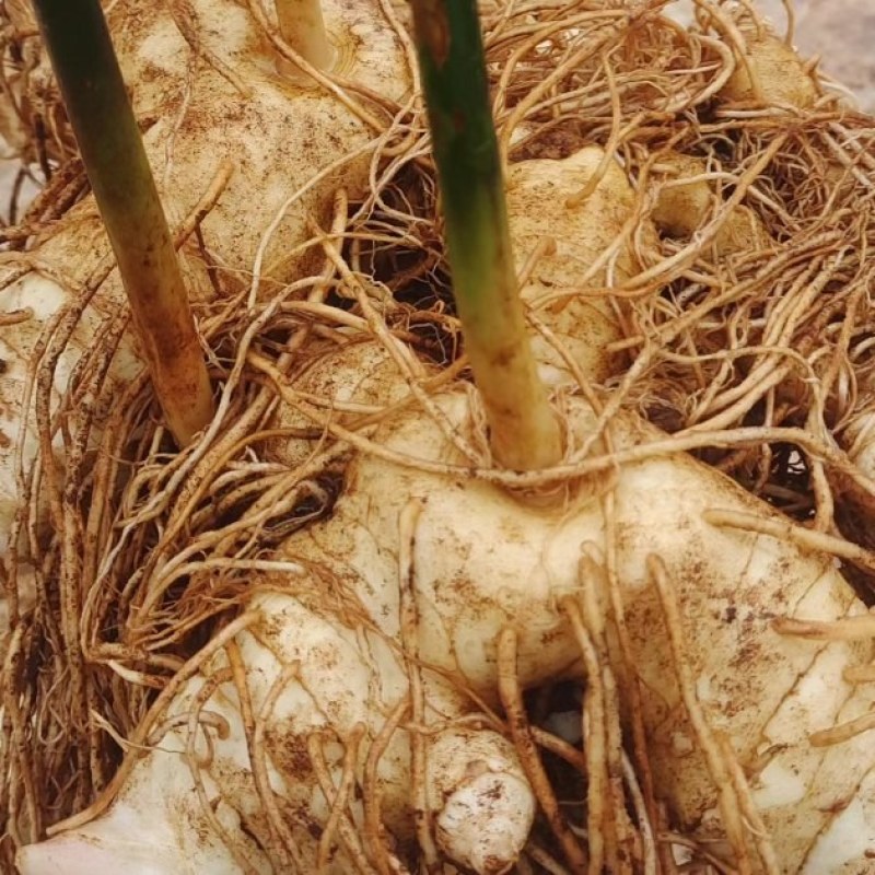 云南野生滇红花黄精块茎