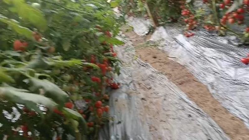 优质圣女果贝贝基地发货口感好新鲜要货的联系。