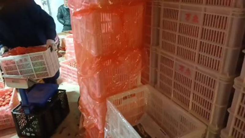 优质圣女果贝贝基地发货口感好新鲜要货的联系。