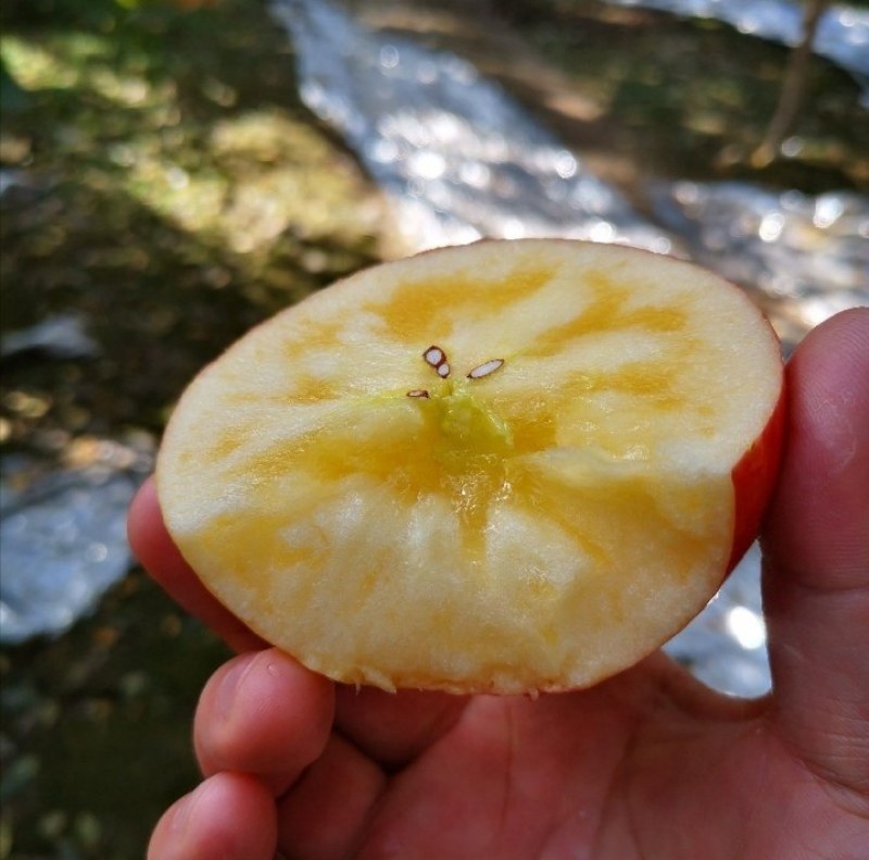 新疆阿克苏冰糖心红富士苹果，大量采摘，产地直发。