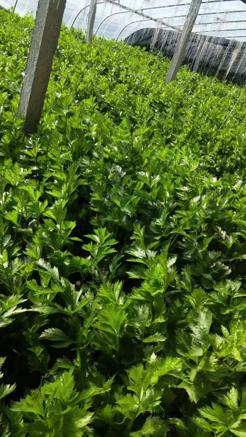 芹菜#西芹代收代发，物流配车，客户的需求是我们最大的努力