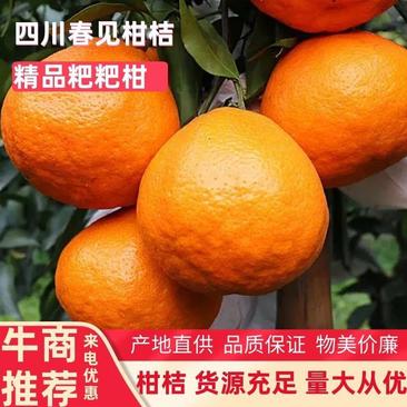 【精品】四川粑粑柑春见柑桔一手货源现摘现发低价代发全国