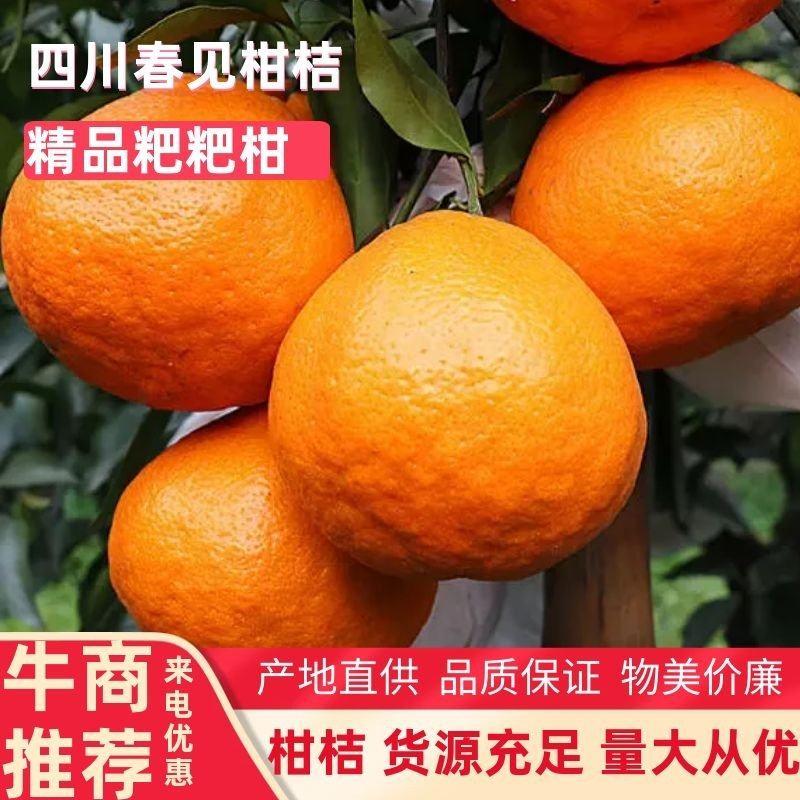 【精品】四川粑粑柑春见柑桔一手货源现摘现发低价代发全国