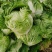 河南白菜，新科小包白菜，视频看货，线上保障交易。
