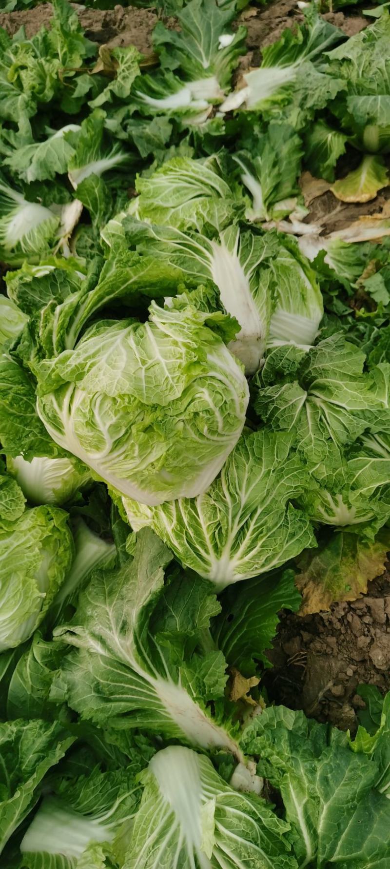 河南白菜，新科小包白菜，视频看货，线上保障交易。