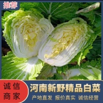 【推荐牛商】精品黄心大白菜，量大从优，可视频看货。
