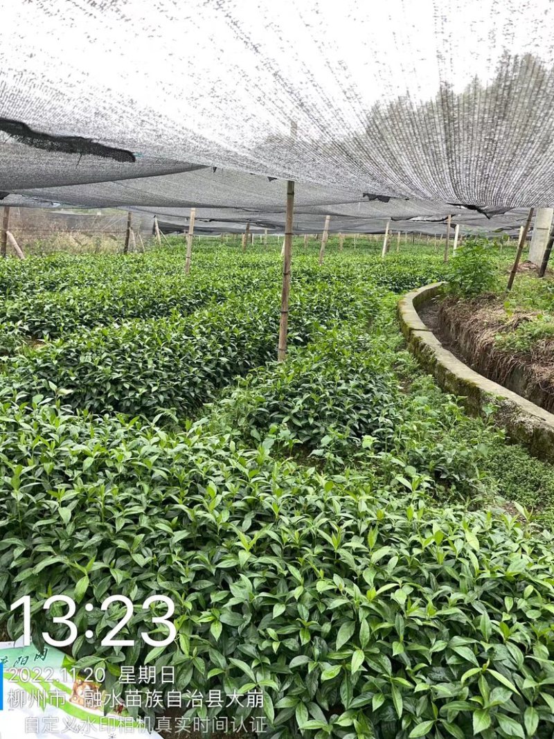 优质草珊瑚种苗，自家基地种植，量大从优欢迎咨询