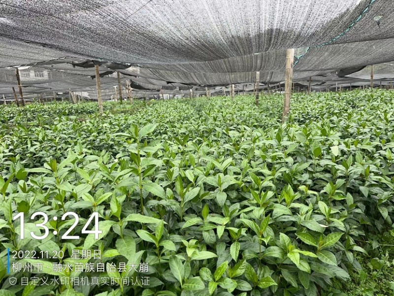 优质草珊瑚种苗，自家基地种植，量大从优欢迎咨询
