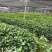优质草珊瑚种苗，自家基地种植，量大从优欢迎咨询