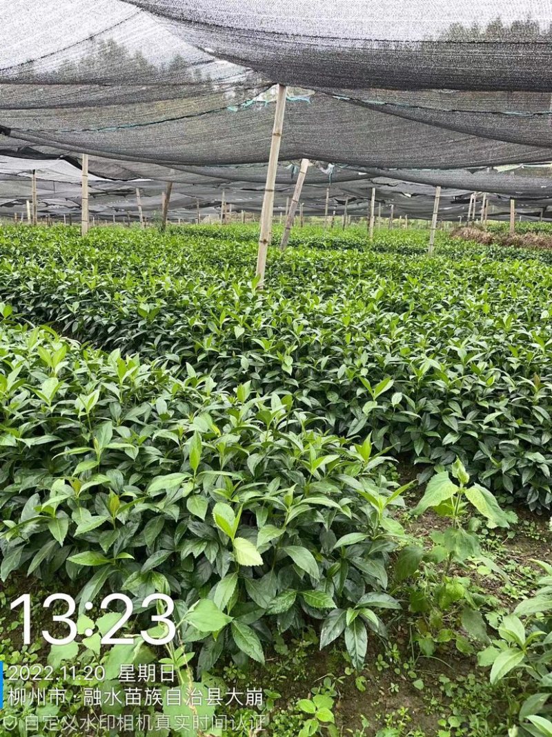 优质草珊瑚种苗，自家基地种植，量大从优欢迎咨询