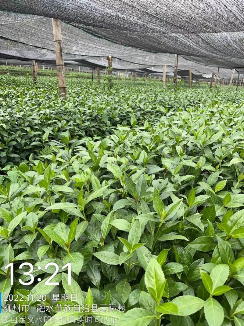 优质草珊瑚种苗，自家基地种植，量大从优欢迎咨询