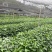 优质草珊瑚种苗，自家基地种植，量大从优欢迎咨询