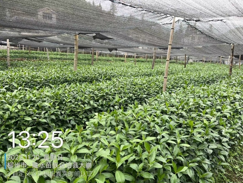 优质草珊瑚种苗，自家基地种植，量大从优欢迎咨询