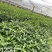 优质草珊瑚种苗，自家基地种植，量大从优欢迎咨询