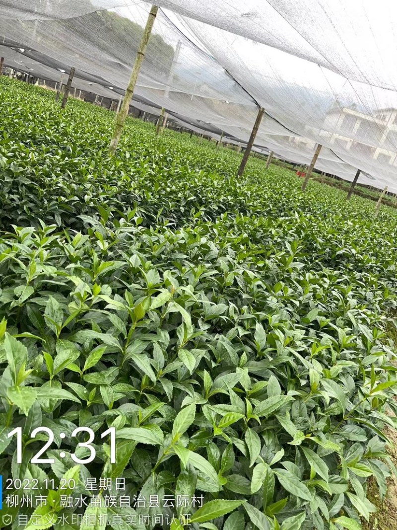 优质草珊瑚种苗，自家基地种植，量大从优欢迎咨询