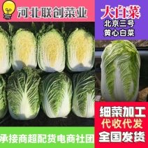 精品黄心白菜河北大白菜黄心白菜货源充足代收代发