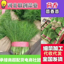 小茴香河北小茴香品质好价格低商超配车社区团购