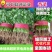 香菜小叶大叶铁杆香菜规格齐全商超配车代发全国