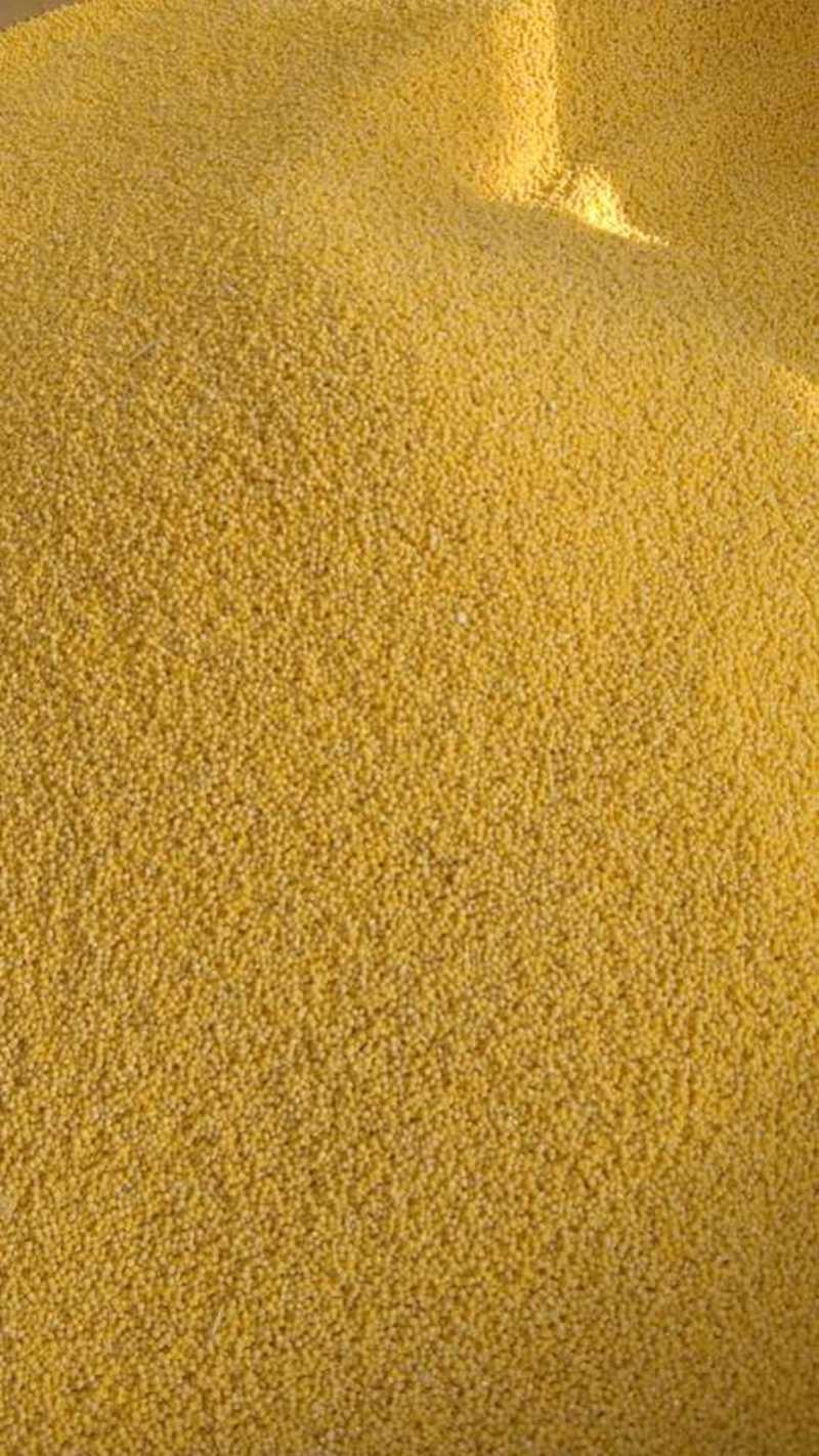内蒙新米金苗k1一类小米自然生长，人工除草，原色原香