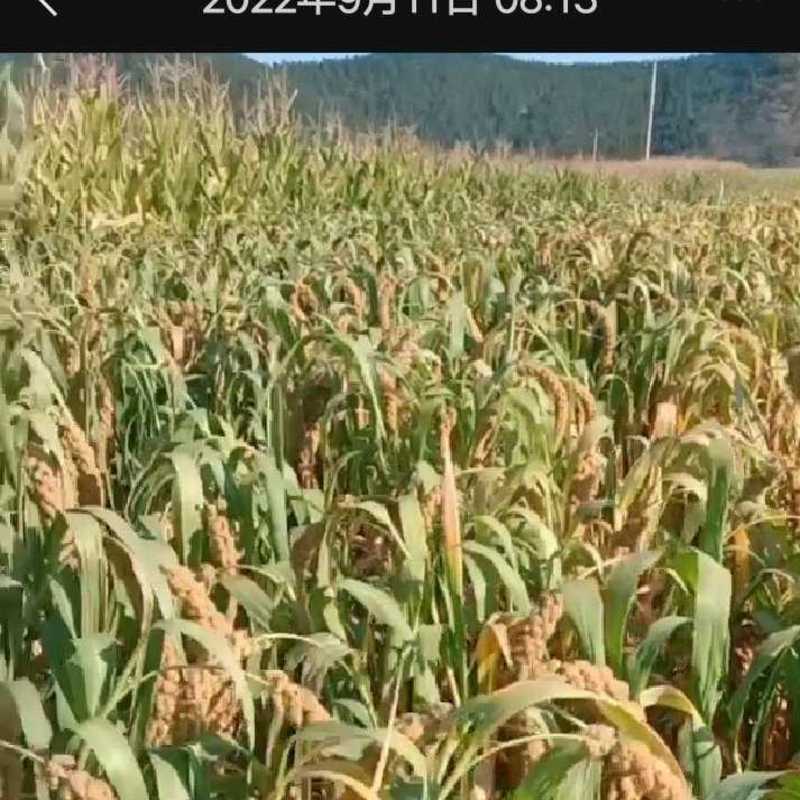 内蒙新米金苗k1一类小米自然生长，人工除草，原色原香