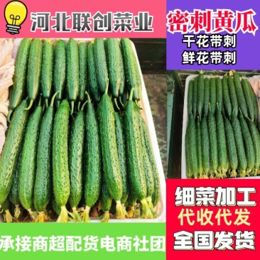 密刺黄瓜干花带刺鲜花带刺油亮黄瓜货源充足欢迎咨询