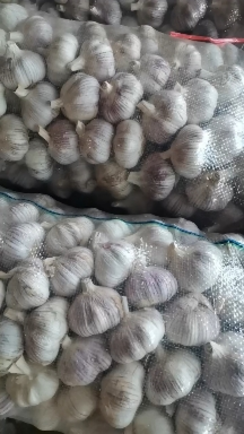 山东大蒜（紫皮大蒜）大量供应中，产地批发，全国发货。