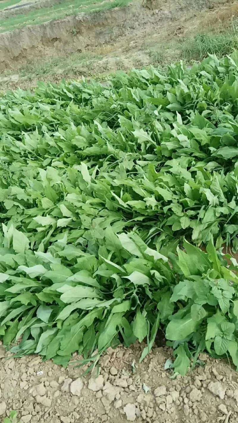 苦荬菜种子多年生牧草猪牛羊鸡鸭鹅苦麻菜苦麦菜苦买菜苦