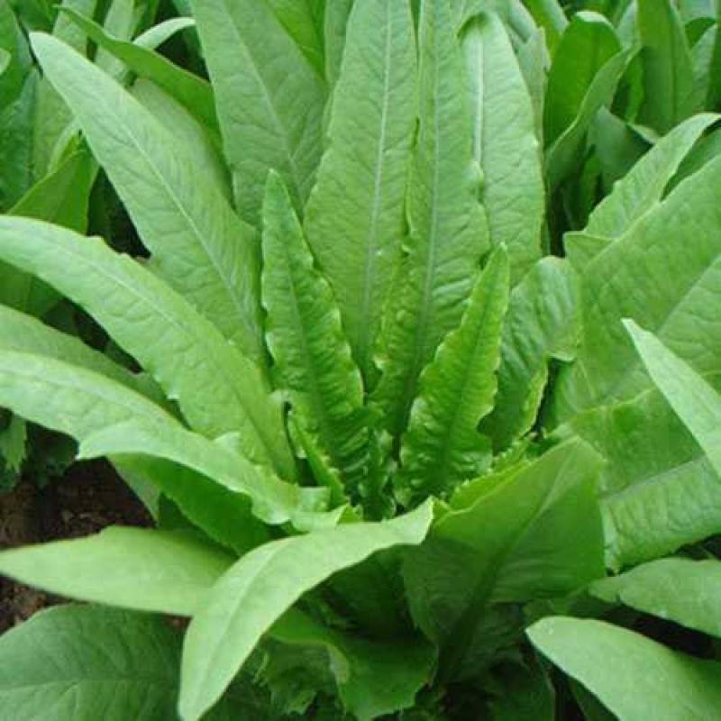 苦荬菜种子多年生牧草猪牛羊鸡鸭鹅苦麻菜苦麦菜苦买菜苦