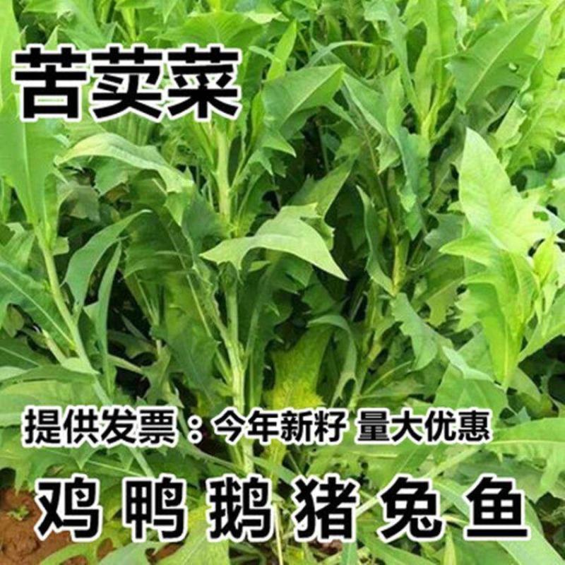 苦荬菜种子多年生牧草猪牛羊鸡鸭鹅苦麻菜苦麦菜苦买菜苦