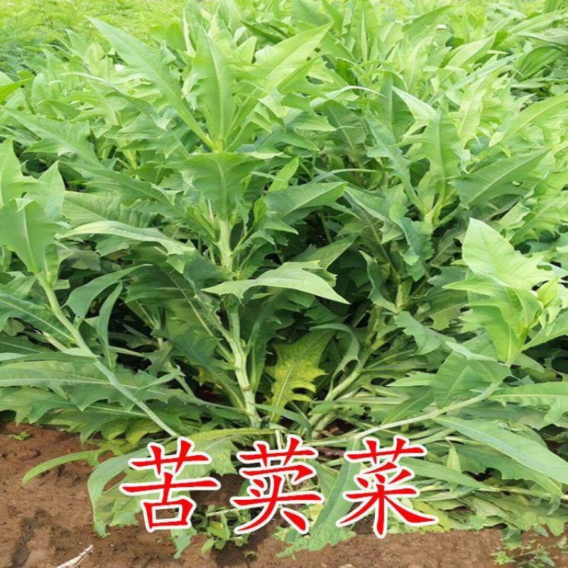 苦荬菜种子多年生牧草猪牛羊鸡鸭鹅苦麻菜苦麦菜苦买菜苦