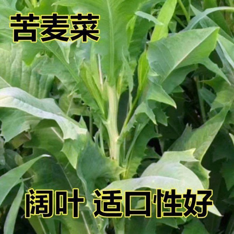 苦荬菜种子多年生牧草猪牛羊鸡鸭鹅苦麻菜苦麦菜苦买菜苦