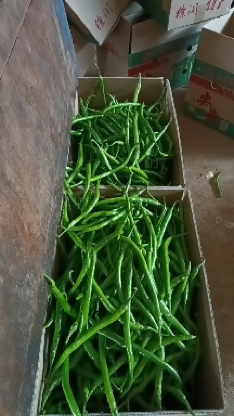 湛江徐闻精品辣椒稳定一手货源按需分拣。