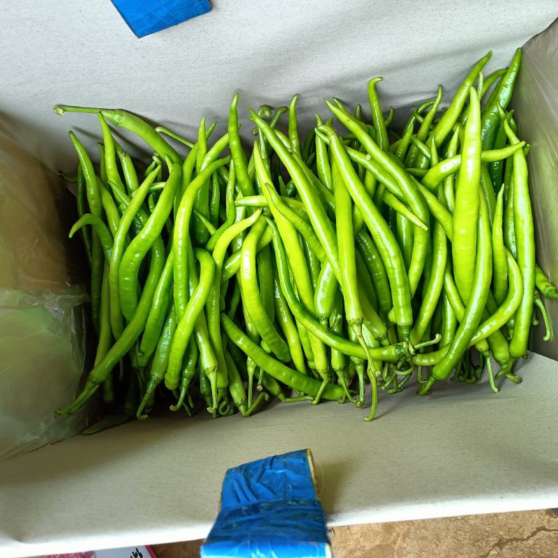 湛江徐闻精品辣椒稳定一手货源按需分拣。