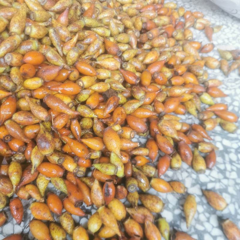 新鲜金樱子男性泡酒药材手选青黄泡酒果子现摘刺梨子糖罐子