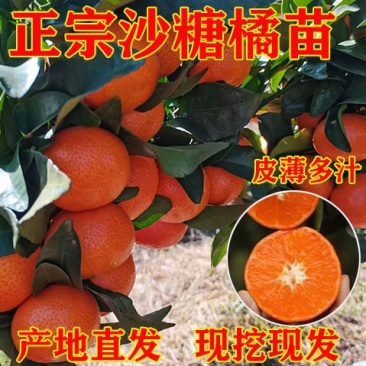 金秋沙糖桔树苗早熟砂糖橘树苗嫁接晚熟柑桔新品种无籽桔子苗