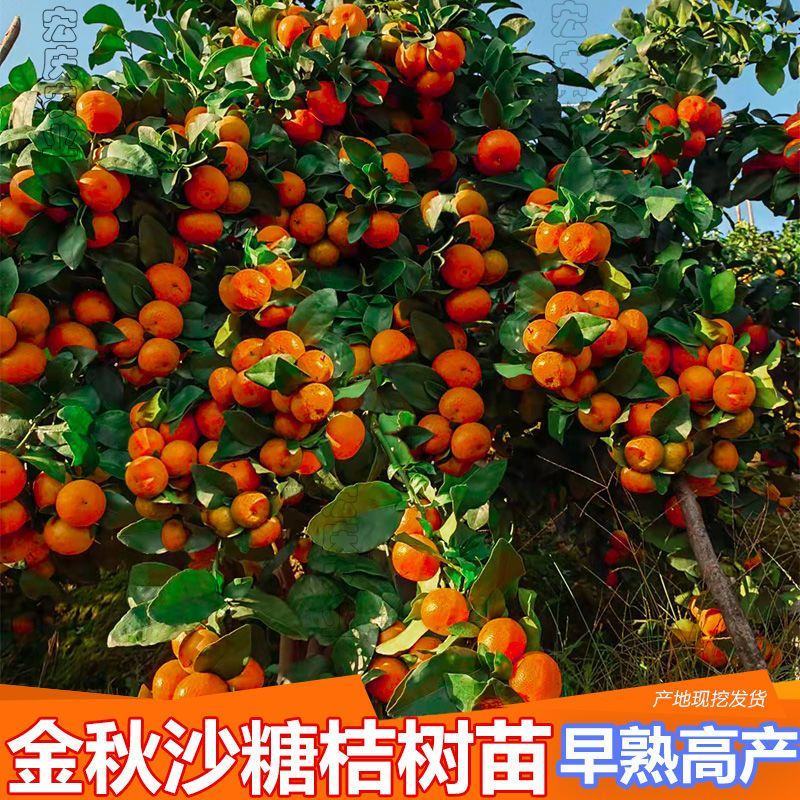 金秋沙糖桔树苗早熟砂糖橘树苗嫁接晚熟柑桔新品种无籽桔子苗