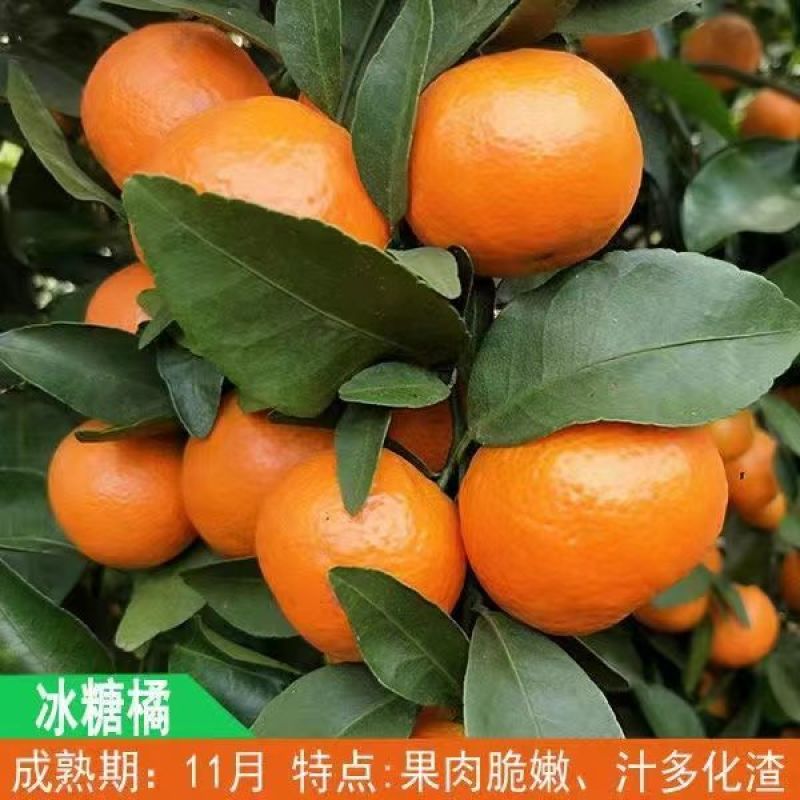 金秋沙糖桔树苗早熟砂糖橘树苗嫁接晚熟柑桔新品种无籽桔子苗