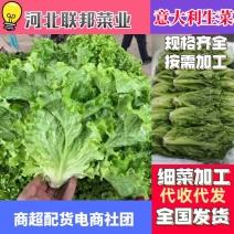 精品生菜色泽翠绿，形状好，单棵重一斤左右，货源充足。