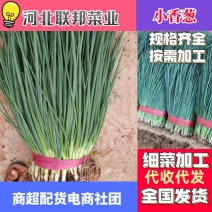 精品小香葱高度为45厘米左右色泽翠绿，无虫无病害，