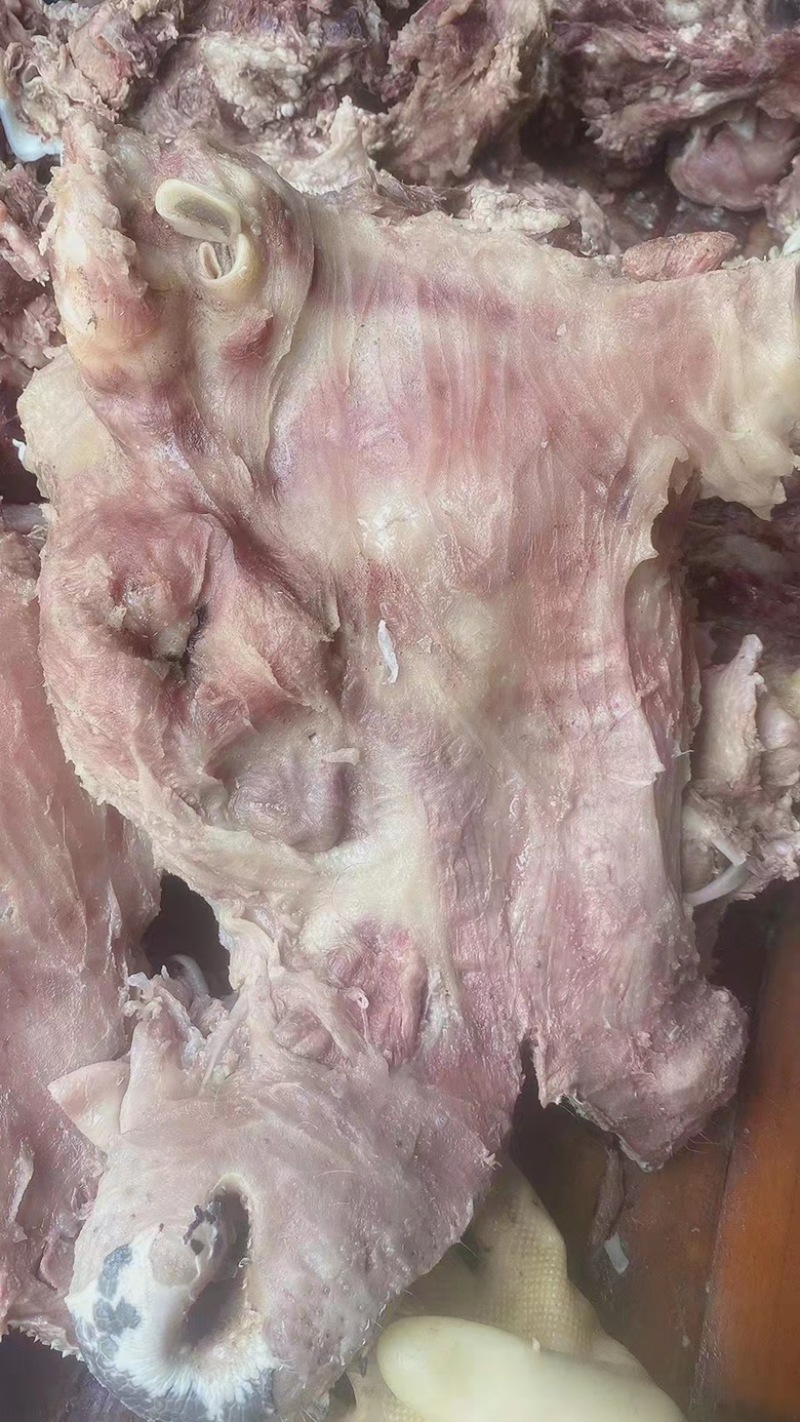 精品熟去皮牛头肉去油去淋巴厂家直发质量上乘供应全国