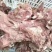 精品熟去皮牛头肉去油去淋巴厂家直发质量上乘供应全国