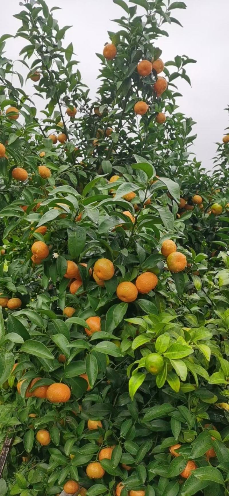 广西桂林灌阳沙糖桔