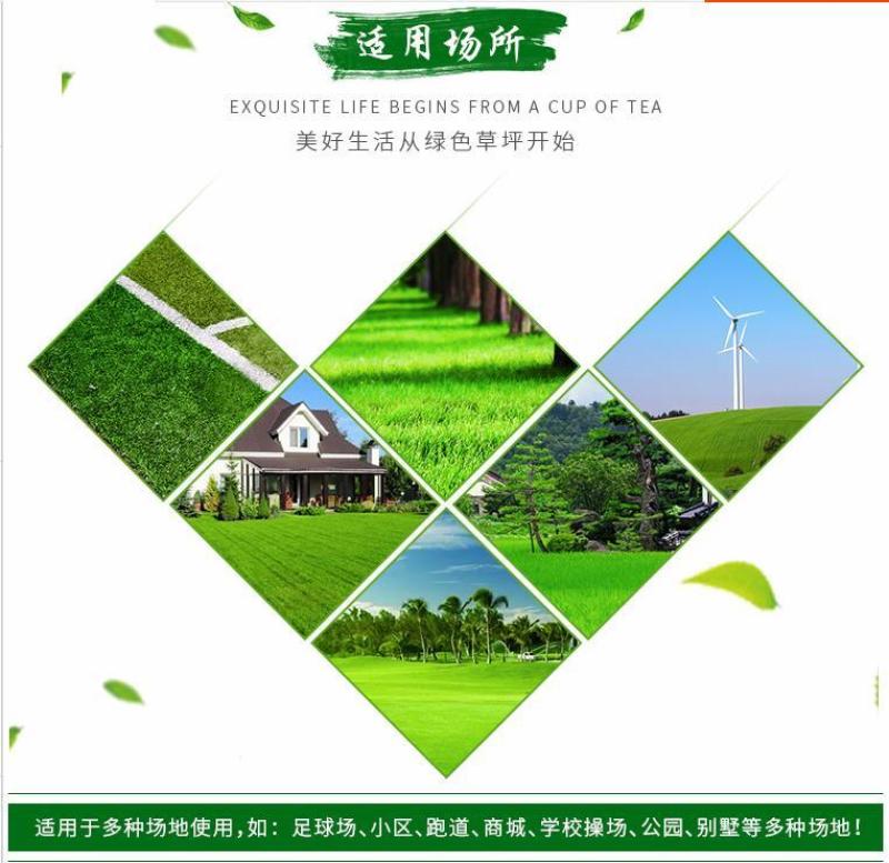 结缕草种子，日本结缕草中华结缕草细叶优质草坪种子