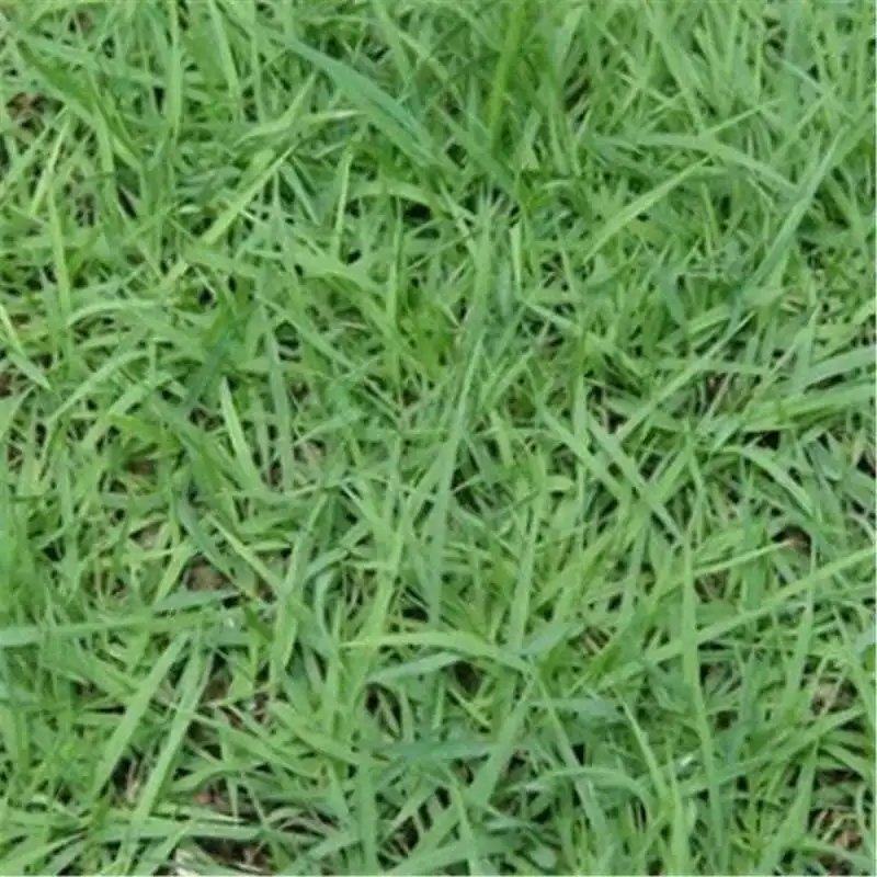 结缕草种子，日本结缕草中华结缕草细叶优质草坪种子