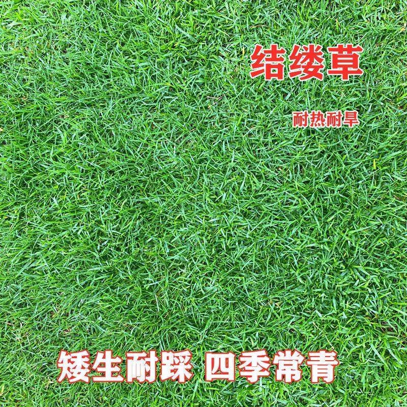 结缕草种子，日本结缕草中华结缕草细叶优质草坪种子