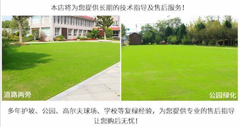 结缕草种子，日本结缕草中华结缕草细叶优质草坪种子